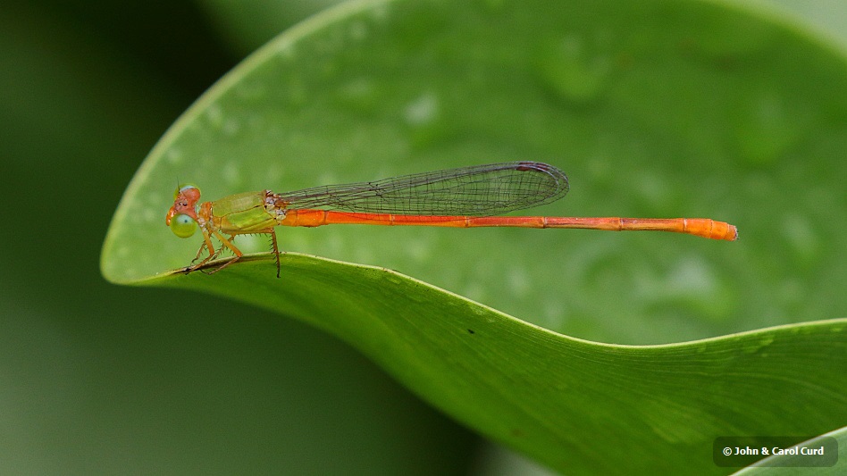 J17_2972 Ceriagrion auranticum male.JPG